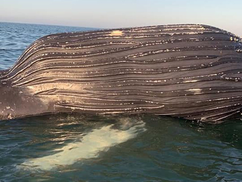 Enorme ballena es hallada muerta frente a costas de Guasave, Sinaloa