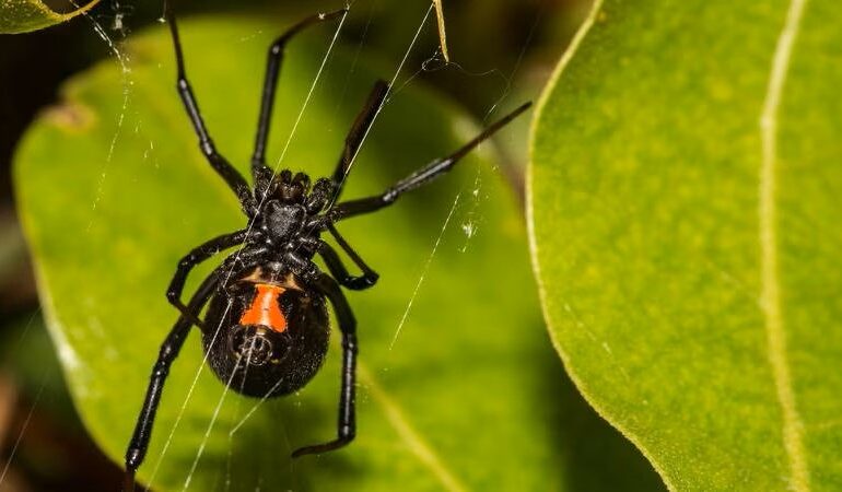  Araña viuda negra: ¿Cuáles son los síntomas y riesgos de su picadura?