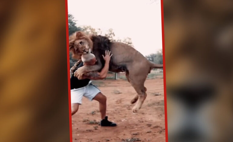  Hombre abraza a un león mientras saltaba hacia él; se vuelve viral