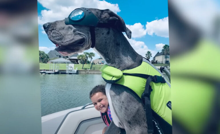  Murió Zeus, el perrito más alto del mundo