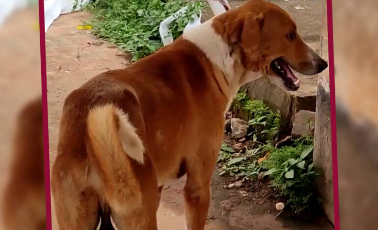  Lomito se queda esperando el regreso de su dueño fallecido… y nos recuerda a Hachiko