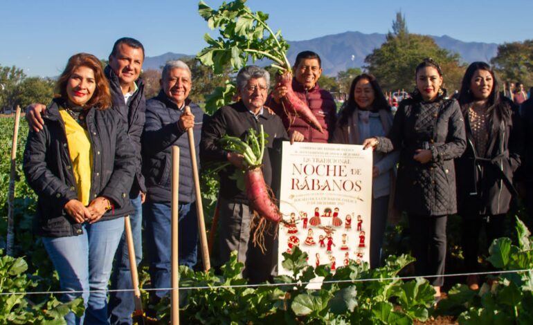 Realizan la cosecha para la tradicional Noche de Rábanos en Oaxaca