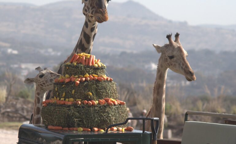  ¿A pan y agua? Ésta es la dieta de la jirafa Benito en el Africam Safari