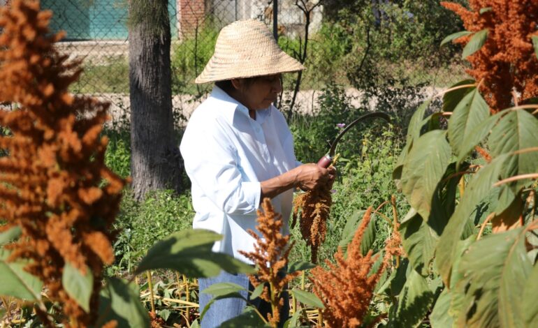  Con más de 40 cursos agropecuarios promueve Icapet desarrollo económico de la población