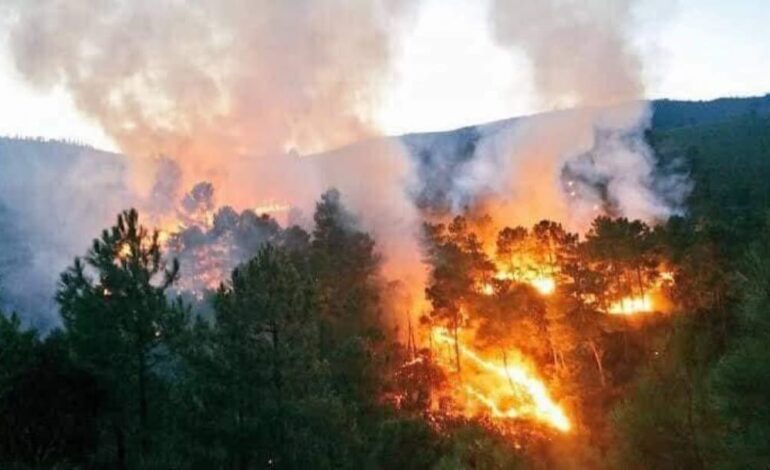  Pierde Oaxaca cada año 38 mil hectáreas de bosques por incendios; pide Horacio Sosa atención de autoridades