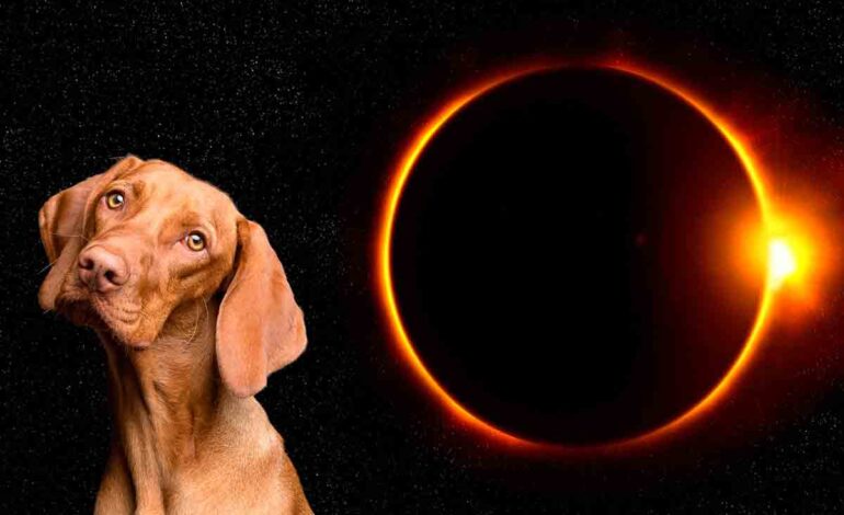  Científicos llaman a cuidar a las mascotas durante el eclipse total de abril próximo