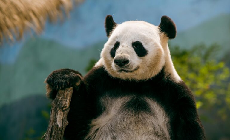  ¿Los pandas son realmente osos?