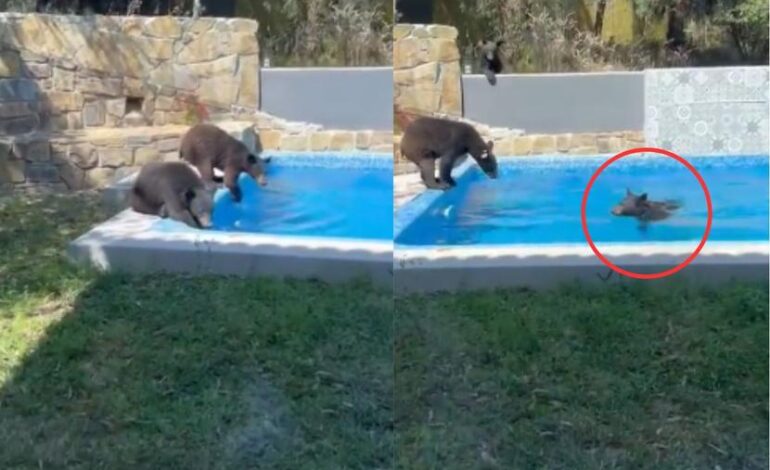  Una familia de osos se refresca en una alberca ¡hasta se echaron un chapuzón!