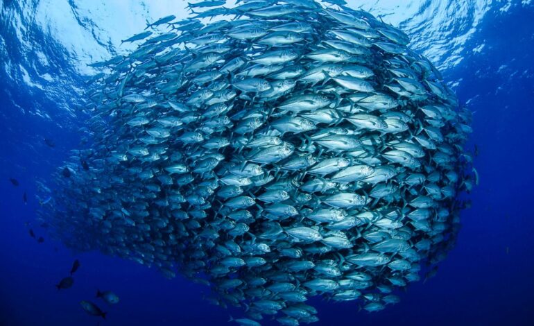  El cambio climático está acabando con los peces al afectar su alimentación