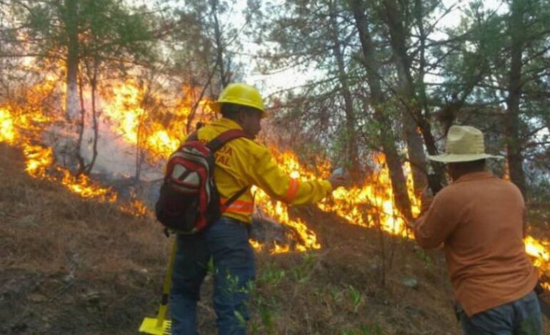  Plantean reforma para sancionar con prisión a quien ocasione incendios forestales