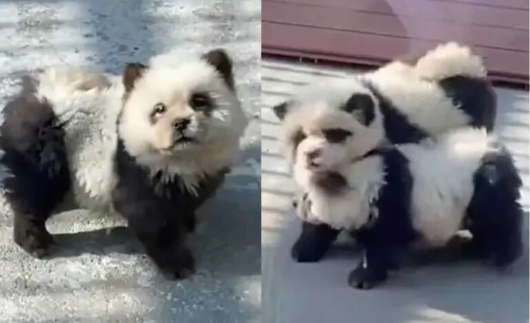  Zoológico hace pasar a perritos disfrazados como osos panda y llenan las redes de ternura