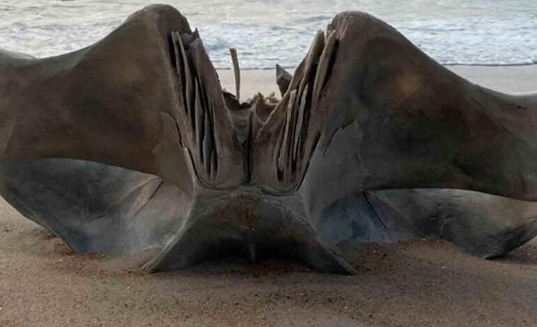  Descubren cráneo gigante de una criatura de 40 toneladas en playa de Carolina del Norte