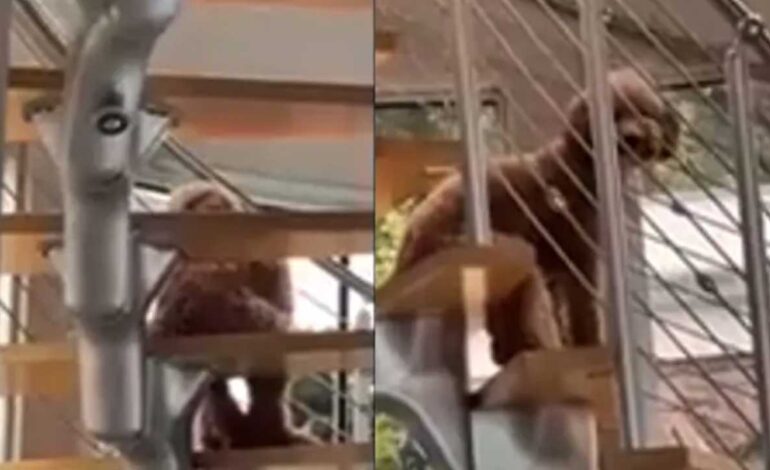  Encuentran a un perro sentado como humano en las escaleras; ¿paranormal?