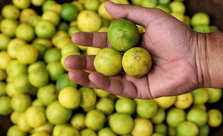  Tips para conservar tus limones: ¿Es cierto que se deben congelar?