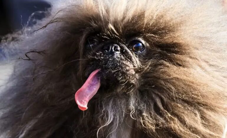  Con pelo crespado y lengua de fuera, perrito se corona como el más feo del mundo