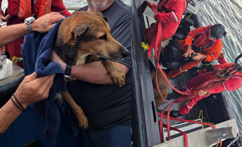  Rescatan a perrito naufrago que nadaba sin rumbo en el Golfo de México