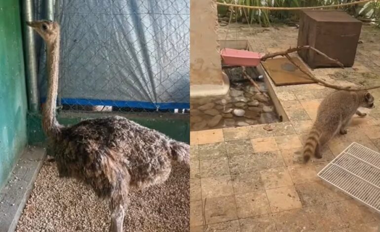  Joven construye “arca de Noé” para salvar a sus animales del huracán Beryl