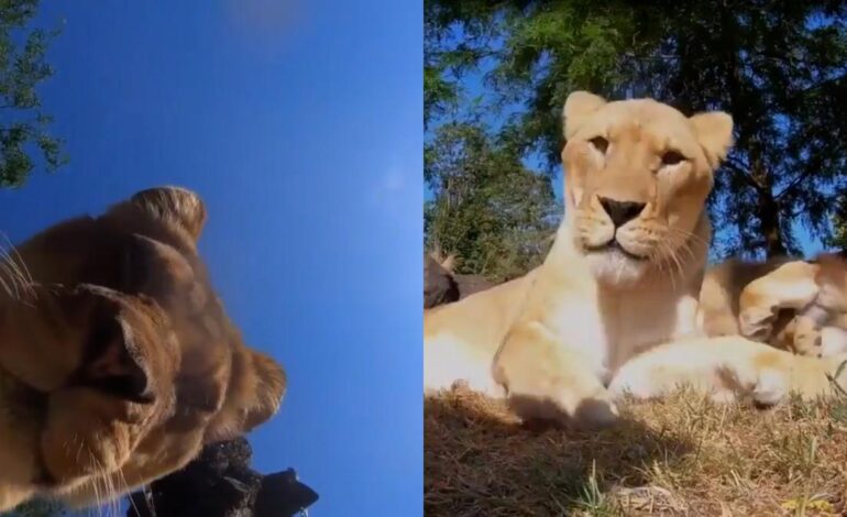  Leones curiosos graban divertida escena tras descubrir cámara oculta en el zoológico