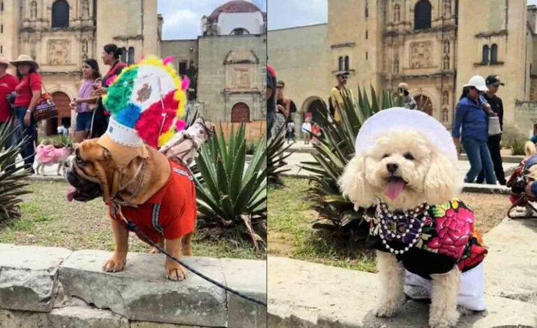 Perritos desfilan con trajes típicos de Oaxaca y llenan las redes de ternura