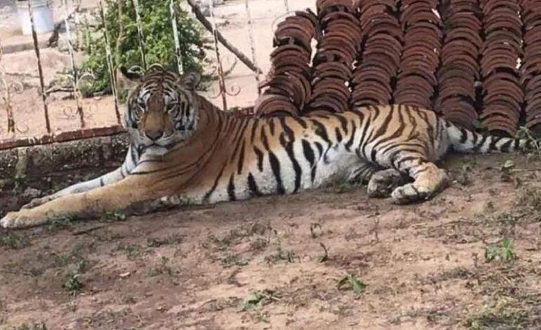  Rescatan a tigre de bengala abandonada tras enfrentamientos en Sinaloa