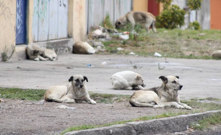  Fiscalía de Oaxaca inicia investigación por maltrato animal y muerte de un canino en la Sierra Sur