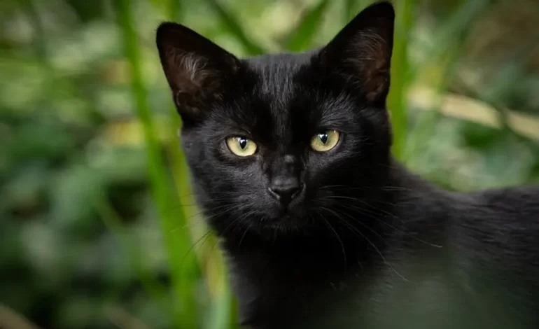 Hallan animalitos sacrificados para hacer ‘magia negra’ en Veracruz