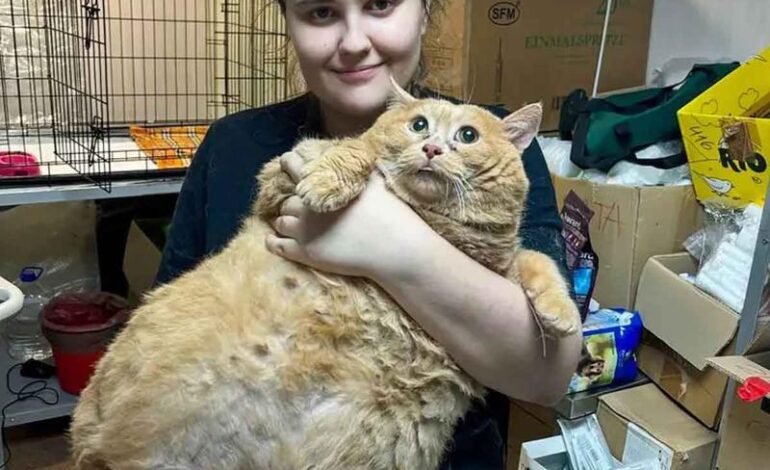  El gatito más gordo del mundo muere tras ir a un campamento para bajar de peso