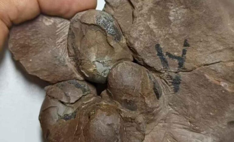 Descubren huevos de dinosaurio de 80 millones de años ‘intactos’ de especie desconocida