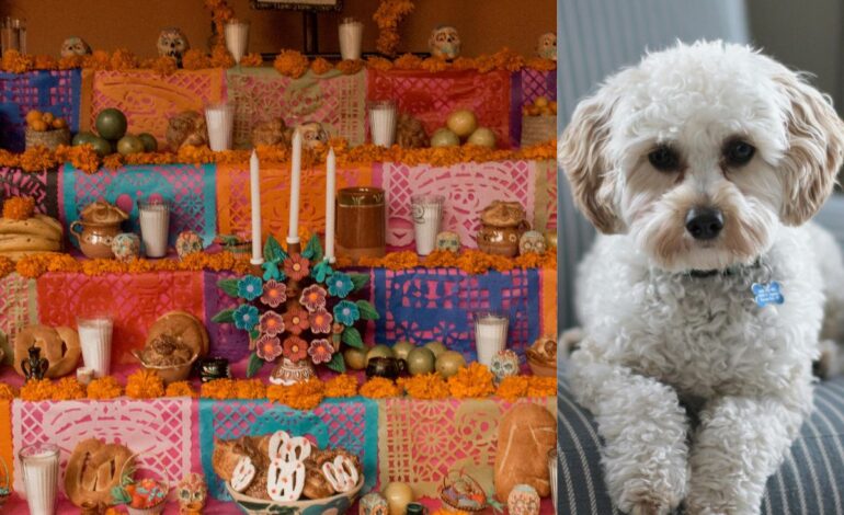 ¡Cuidado! Estos alimentos de la ofrenda de Día de Muertos son tóxicos para tu mascota