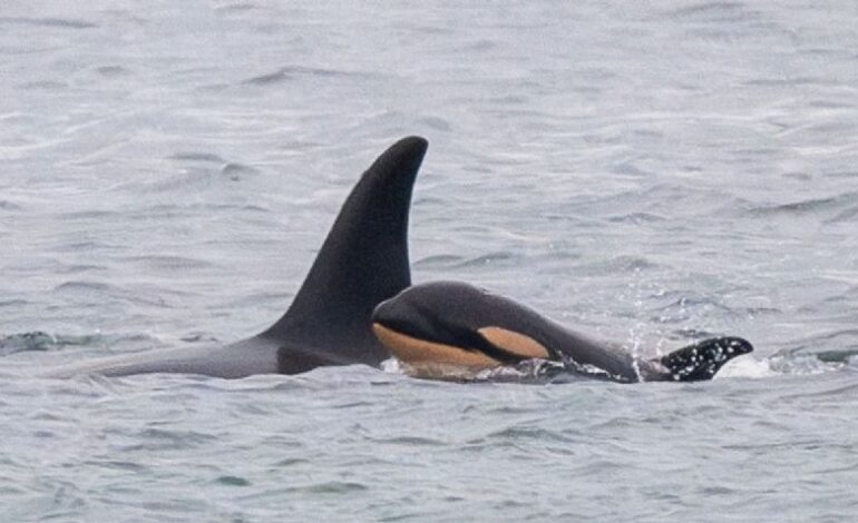 Mamá orca que arrastró por 17 días a su bebé muerto sufre la pérdida de nueva cría; otra vez nada junto al cadáver