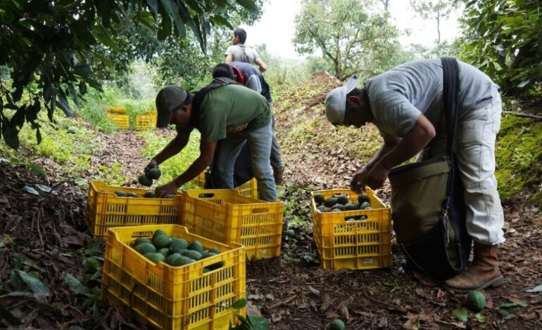  Impacto a exportaciones por aranceles de Trump será de 475,000 mdd: Consejo Nacional Agropecuario