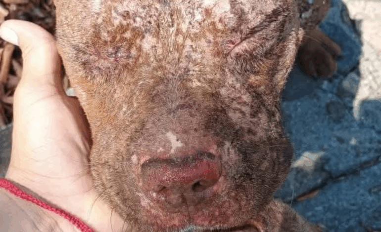Fiscalía de Oaxaca investiga agresión con ácido a dos perros ocurrida en Cuilápam; agresor está identificado