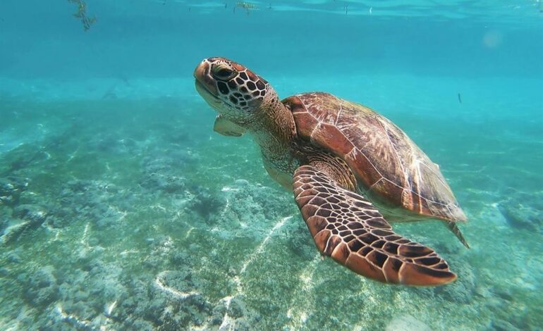 Esta es la única especie de tortuga marina que no existe en México