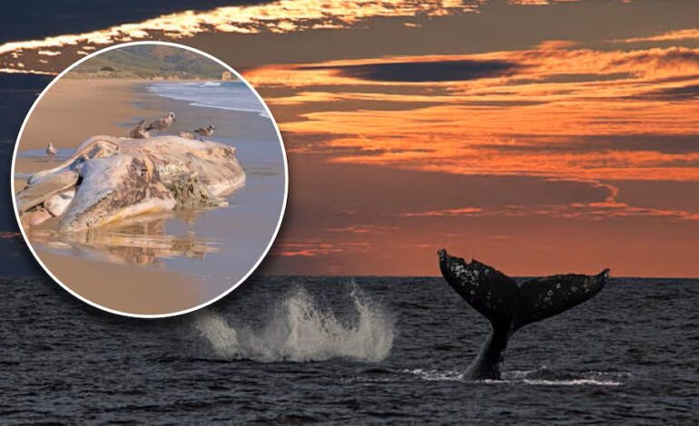 Suman 91 ballenas grises muertas en el Pacífico mexicano: alcanzan cifra récord en lo que va de 2025