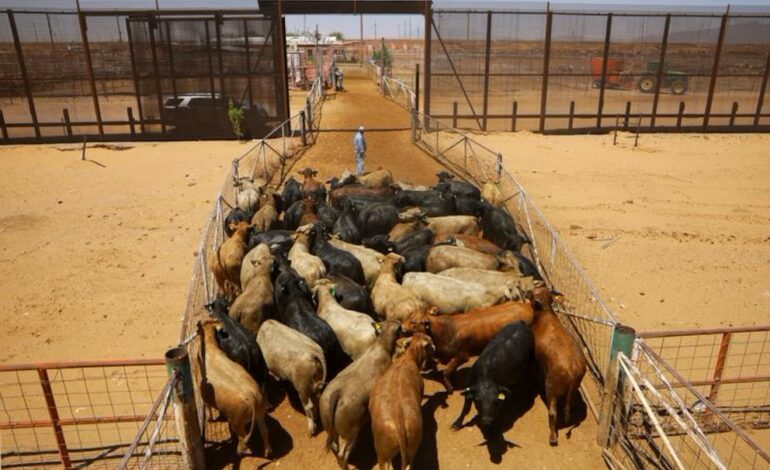 EEUU comunica a México la suspensión por 15 días a la importación de ganado por el gusano barrenador
