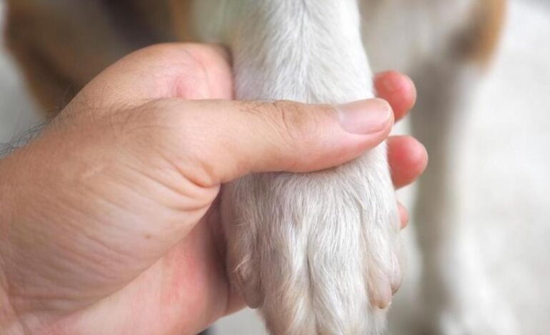  Reportan primer caso de animal doméstico con miasis por gusano barrenador