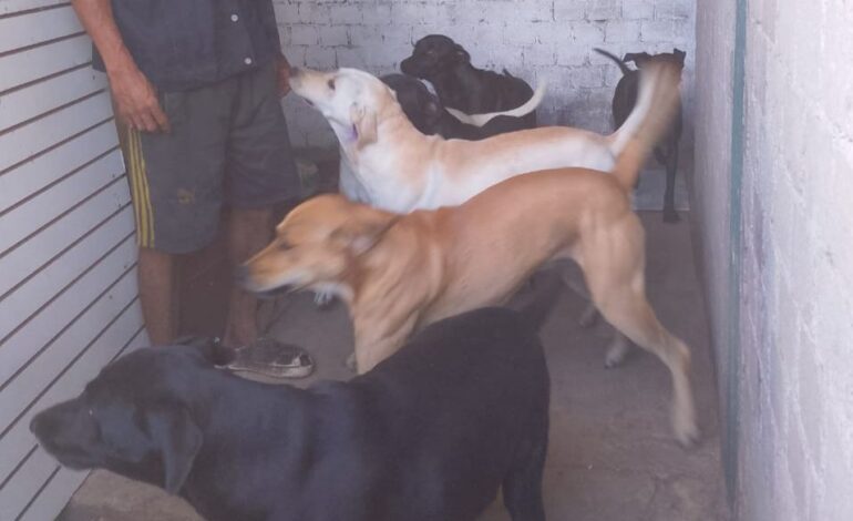  Fiscalía de Oaxaca acude a casa donde denunciaron maltrato animal; no se halló ningún tipo de delito