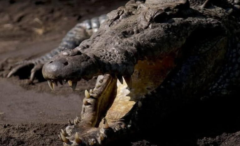  Muere “Lucho”, el cocodrilo más longevo y grande de la UMA de Ventanilla; señalan captura y cirugía sin permiso