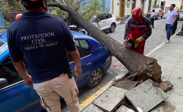  Atiende Protección Civil Municipal retiro de árbol caído en el Centro Histórico