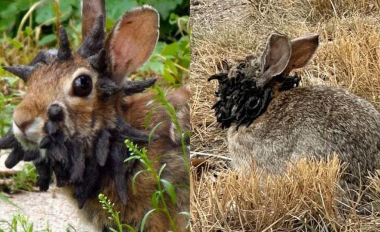 ¿Apocalipsis zombie? Aparición de conejos con “tentáculos” en la cabeza genera preocupación