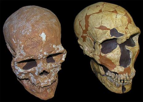 Un cráneo de niña sería la evidencia más antigua del mestizaje de neandertales y sapiens