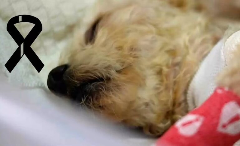 Mueren 3 cachorros de ‘Cereza’, la perrita embarazada que fue rescatada en la explosión de Iztapalapa