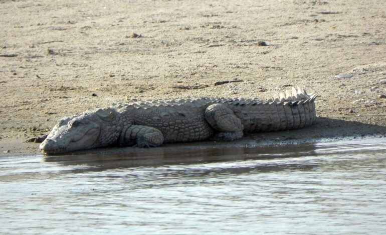  Atiende Protección Civil avistamiento de cocodrilo en Punta Zicatela