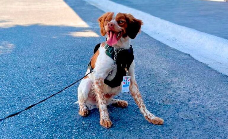¿Quién es “Manchas”?, el primer perro detector de fugas de agua en México