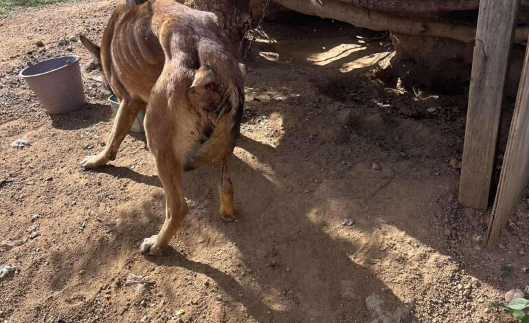  Rescatan a Nala, perrita en situación de abandono en Valles Centrales de Oaxaca