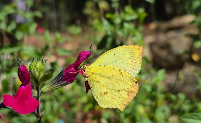  Identifican un acervo de 47 especies de mariposas en el Parque Estatal “Cerro del Fortín”