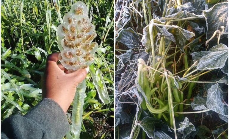  Prevé Protección Civil descenso de temperaturas en parte norte de Oaxaca