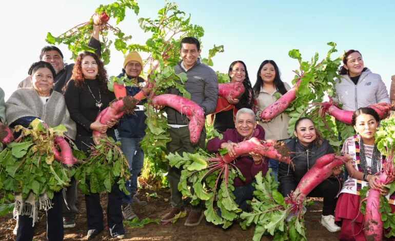  Acompaña Salomón Jara Cruz a familias hortelanas a la cosecha previa a Noche de Rábanos que proyecta la cultura y tradición de Oaxaca