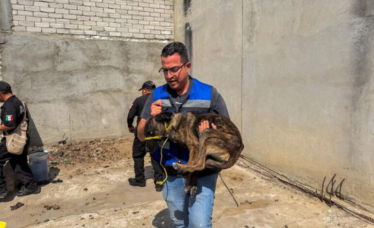 Cruedald animal: Rescatan a dos perritos en situación de abandono, encerrados en una casa deshabitada de Xoxocotlán