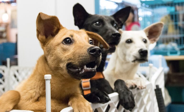  En esta ciudad si maltratas animales, podrías perder a tus hijos: podrían quitarte la patria potestad por crueldad contra perritos